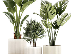 Set of small Strelitzia Monstera Raphis Palm plants 1452 3D 模型