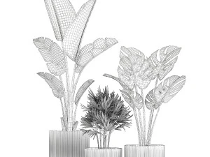 Conjunto de pequenas plantas de palmeira Strelitzia Monstera Raphis 1452 Modelo 3D