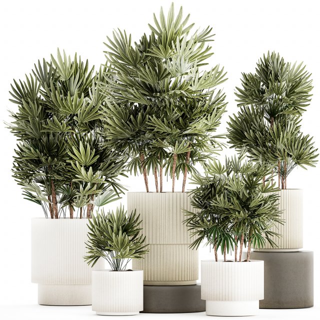 Set of small plants in modern Raphis Palm pots 1453 3D Model .c4d .max .obj .3ds .fbx .stl .blend 