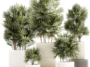 Set of small plants in modern Raphis Palm pots 1453 3D Model