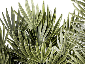 Set of small plants in modern Raphis Palm pots 1453 3D Model