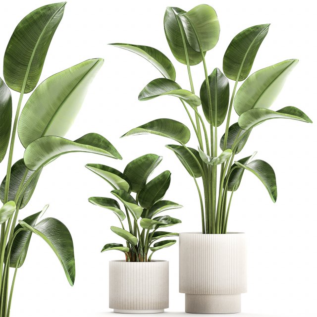 Set of plants in modern pots Strelitzia banana palm 1454 3D 모델 .c4d .max .obj .3ds .fbx .stl .blend 