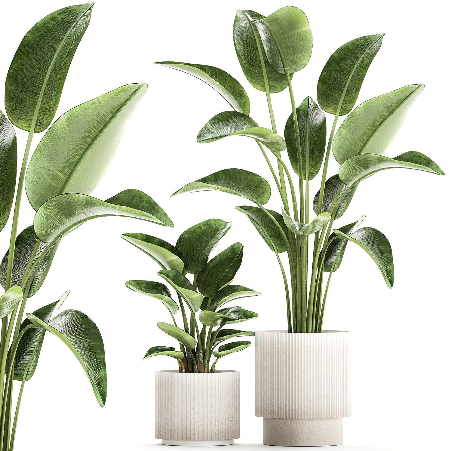 Set of plants in modern pots Strelitzia banana palm 1454 3D Model .c4d .max .obj .3ds .fbx .stl .blend 