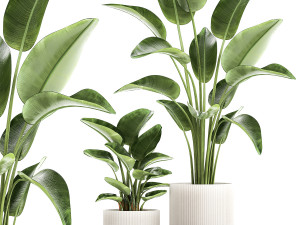 Set of plants in modern pots Strelitzia banana palm 1454 3D मॉडल