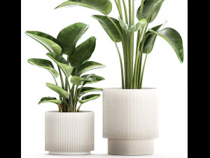 Set of plants in modern pots Strelitzia banana palm 1454 3D Model