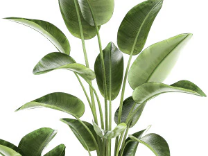 Set of plants in modern pots Strelitzia banana palm 1454 3D Model