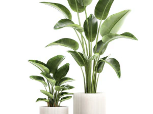 Set of plants in modern pots Strelitzia banana palm 1454 3D Model