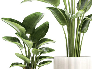 Set of plants in modern pots Strelitzia banana palm 1454 3D Model