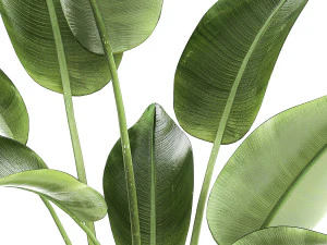 Set of plants in modern pots Strelitzia banana palm 1454 3D Model