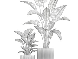 Set of plants in modern pots Strelitzia banana palm 1454 3D 모델