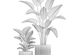 Set of plants in modern pots Strelitzia banana palm 1454 3D Model