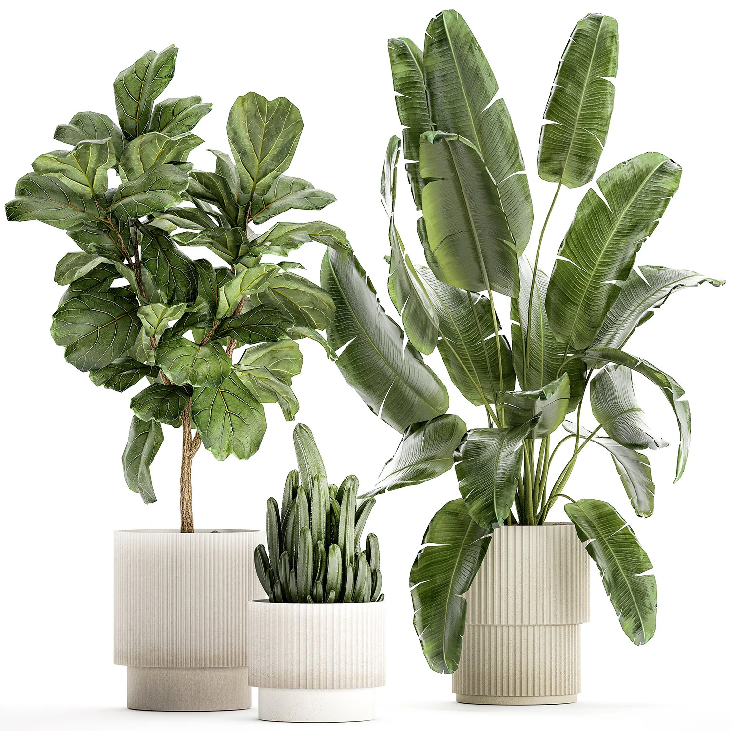 Set Of Plants Pots Ficus Lyrata Strelitzia Cactus 1455 3D Model .c4d .max .obj .3ds .fbx .stl .blend 