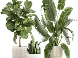 Set Of Plants Pots Ficus Lyrata Strelitzia Cactus 1455 3D मॉडल