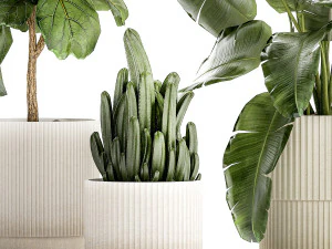 Set Of Plants Pots Ficus Lyrata Strelitzia Cactus 1455 3D Model
