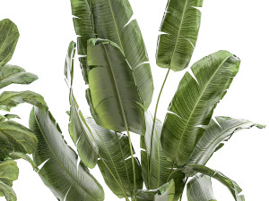 Set Of Plants Pots Ficus Lyrata Strelitzia Cactus 1455 Modelo 3D