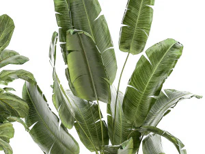 Set Of Plants Pots Ficus Lyrata Strelitzia Cactus 1455 3D Model