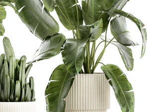 Set Of Plants Pots Ficus Lyrata Strelitzia Cactus 1455 3D Model