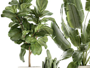 Set Of Plants Pots Ficus Lyrata Strelitzia Cactus 1455 3D Model