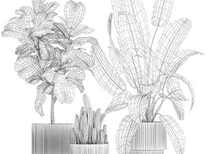 Set Of Plants Pots Ficus Lyrata Strelitzia Cactus 1455 3D Model
