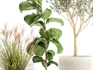 Set of plants white modern pots ficus lyrata olive tree 1456 Model 3D
