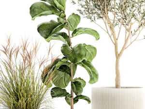 Set of plants white modern pots ficus lyrata olive tree 1456 3D Model