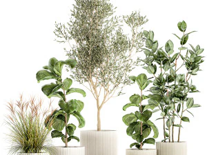 Set of plants white modern pots ficus lyrata olive tree 1456 3D Model