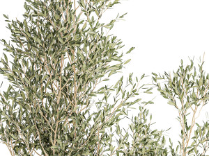 Set of plants white modern pots ficus lyrata olive tree 1456 Model 3D
