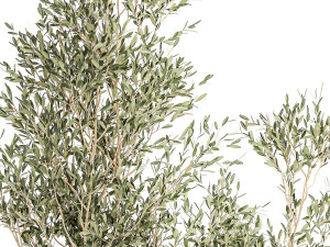 Set of plants white modern pots ficus lyrata olive tree 1456 3D Model