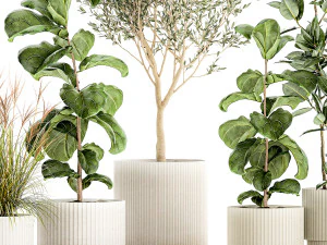 Set of plants white modern pots ficus lyrata olive tree 1456 3D Model