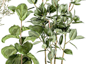 Set of plants white modern pots ficus lyrata olive tree 1456 Model 3D