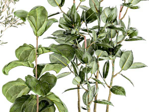 Set of plants white modern pots ficus lyrata olive tree 1456 3D Model