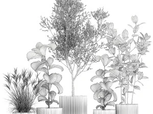 Set of plants white modern pots ficus lyrata olive tree 1456 3D Model