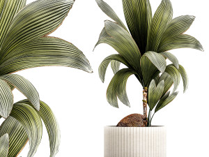 Small Young Coconut Tree Coconut Nucifera Pot 1457 3D मॉडल