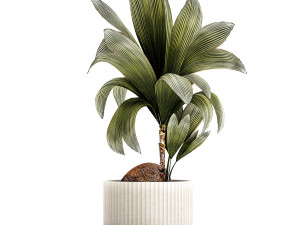 Small Young Coconut Tree Coconut Nucifera Pot 1457 Model 3D