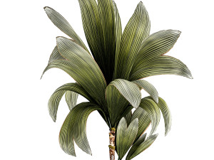 Small Young Coconut Tree Coconut Nucifera Pot 1457 Model 3D