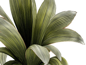 Small Young Coconut Tree Coconut Nucifera Pot 1457 Model 3D