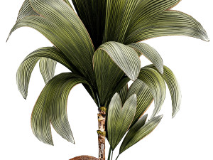 Small Young Coconut Tree Coconut Nucifera Pot 1457 Model 3D