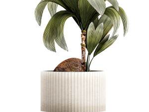 Small Young Coconut Tree Coconut Nucifera Pot 1457 Model 3D