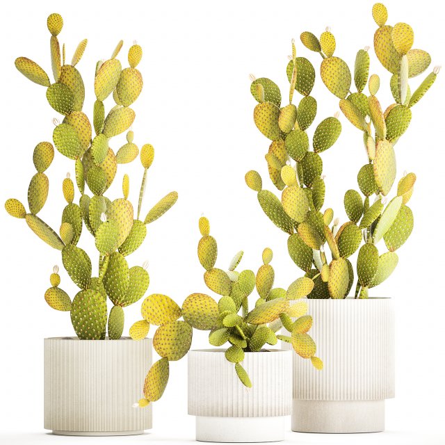Set of cacti in white pots prickly pear Opuntia 1458 3D Модель .c4d .max .obj .3ds .fbx .stl .blend 