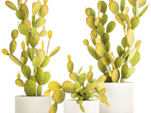 Set of cacti in white pots prickly pear Opuntia 1458 3D Model