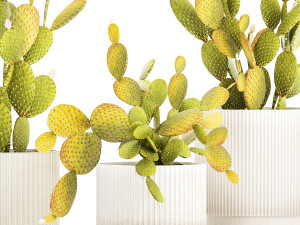 Set of cacti in white pots prickly pear Opuntia 1458 3D Модель