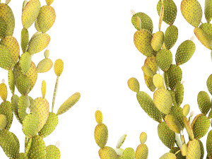 Set of cacti in white pots prickly pear Opuntia 1458 3D Модель