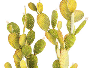 Set of cacti in white pots prickly pear Opuntia 1458 3D Модель