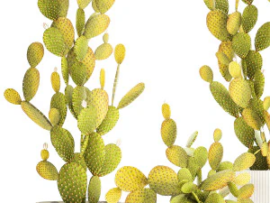 Conjunto de cactos em vasos brancos pera espinhosa Opuntia 1458 Modelo 3D