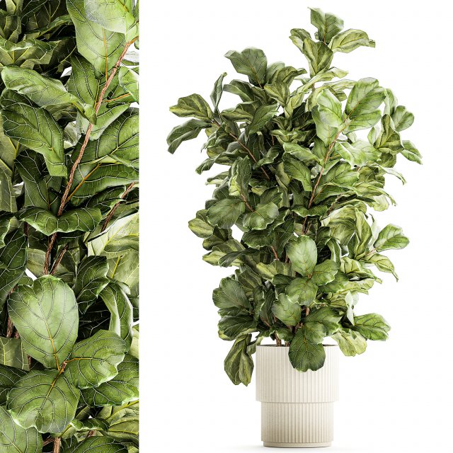 Tree in modern white flower pot Ficus lyrata 1459 3D Модель .c4d .max .obj .3ds .fbx .stl .blend 