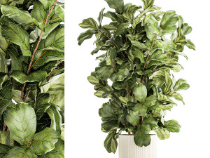 Tree in modern white flower pot Ficus lyrata 1459 Modèle 3D