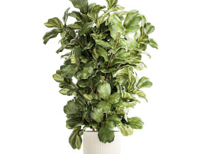 Tree in modern white flower pot Ficus lyrata 1459 3D Модель