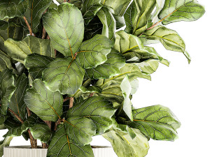 Tree in modern white flower pot Ficus lyrata 1459 3D Модель