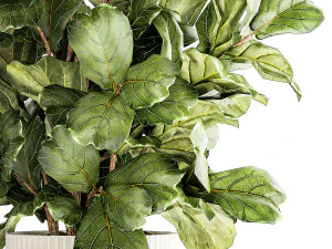 Albero in moderno vaso da fiori bianco Ficus lyrata 1459 Modello 3D