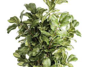 Tree in modern white flower pot Ficus lyrata 1459 3D Модель